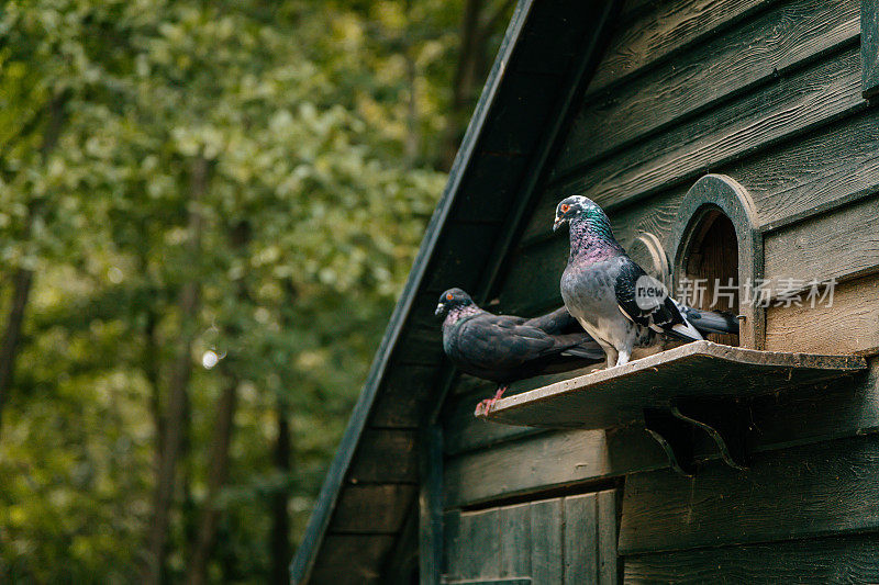捷克，Castolovice, 2021年9月11日:纯种鸽子坐在乡村农场的华丽木制鸽舍上，独立的花园装饰，鸟屋的灰鸽子归巢。